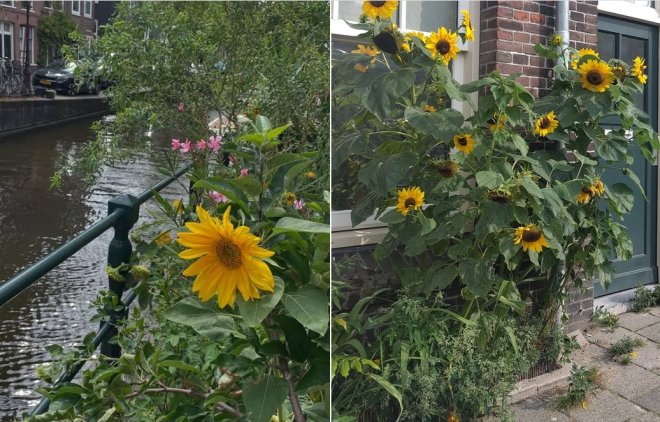 Overal bloeide deze zomer in Amsterdam het zonnebloemprotest uit de Lutkemeerpolder